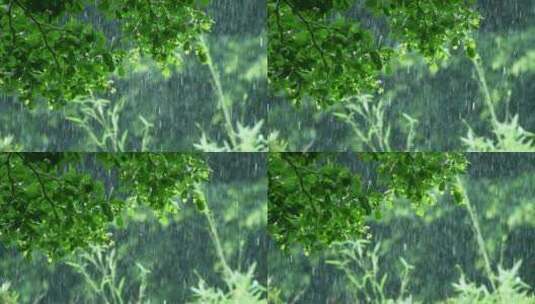 夏天暴雨，雨中的树叶雨滴滴落慢镜头视频高清在线视频素材下载