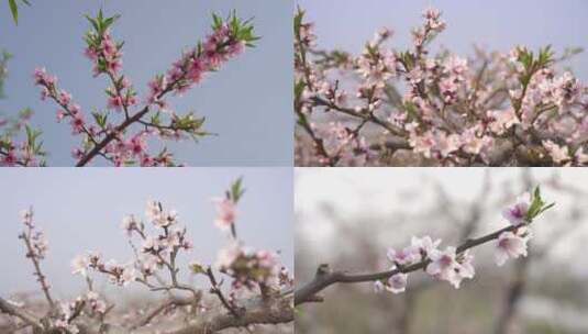 桃花素材高清1920/1080-25帧-25比特率高清在线视频素材下载