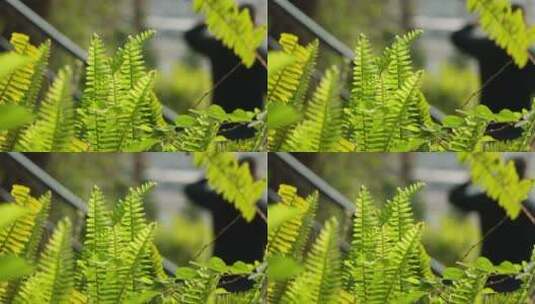 自然风光野外横屏绿色植物高清在线视频素材下载