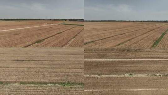 科技灌溉麦田高产量麦田智慧农业农田喷灌高清在线视频素材下载