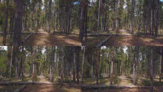 清晨的松树林高清在线视频素材下载