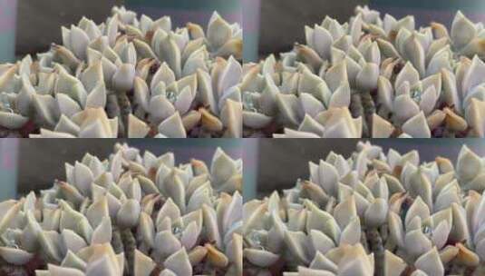 胧月植物特写镜头高清在线视频素材下载