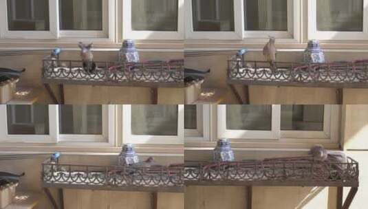 窗台上觅食的鸽子高清在线视频素材下载