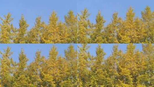 背景银杏树树叶高清在线视频素材下载