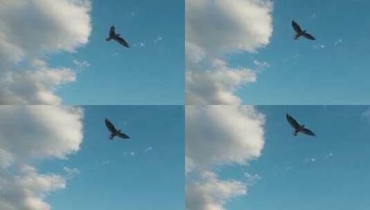 一只空中的海鸥高清在线视频素材下载