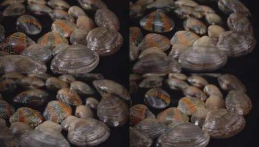 花甲贝壳贝类蚬子海洋海鲜实拍高清在线视频素材下载