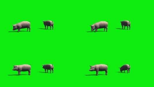 绿幕-动物-猪吃食高清在线视频素材下载
