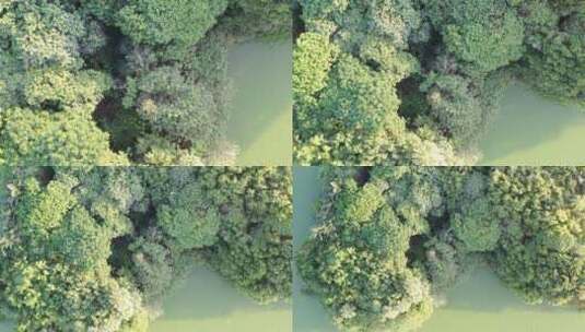 湖面绿色森林飞鸟绿色生态自然环境植被航拍高清在线视频素材下载