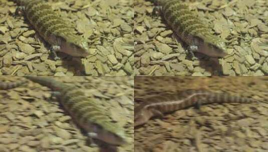 冷血 爬虫类 脊椎动物亚门高清在线视频素材下载