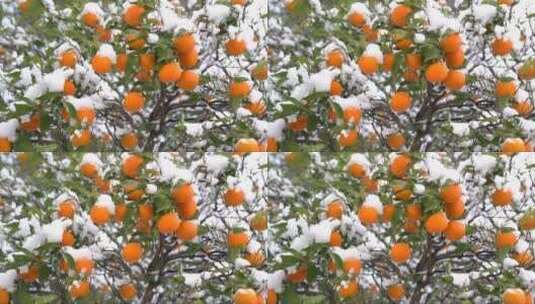 被大雪覆盖的橘子高清在线视频素材下载