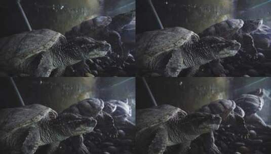 水族馆中的海龟高清在线视频素材下载