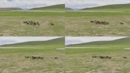 航拍草原上的马群慢动作高清在线视频素材下载
