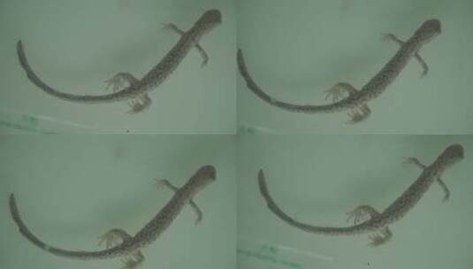蜥蜴壁虎爬虫标本模型高清在线视频素材下载