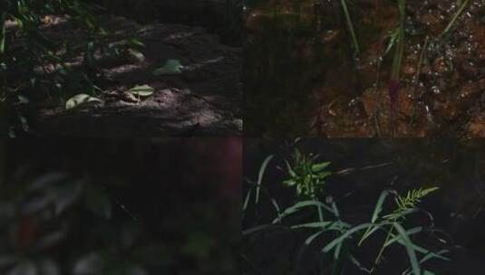 植物露水光影空镜素材高清在线视频素材下载