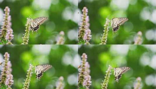 蝴蝶花丛中飞舞采蜜慢镜头特写高清在线视频素材下载
