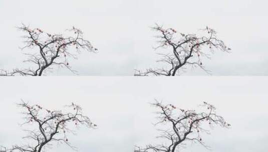 深秋初冬扬州瘦西湖在柿子树上觅食的喜鹊高清在线视频素材下载