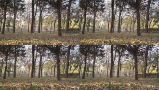 秋天的小树林高清在线视频素材下载