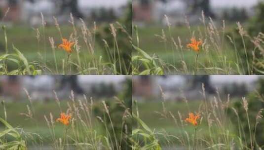 橘黄色的花朵在风中晃动高清在线视频素材下载
