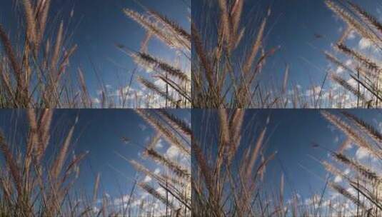 蓝色天空下的黄色杂草高清在线视频素材下载