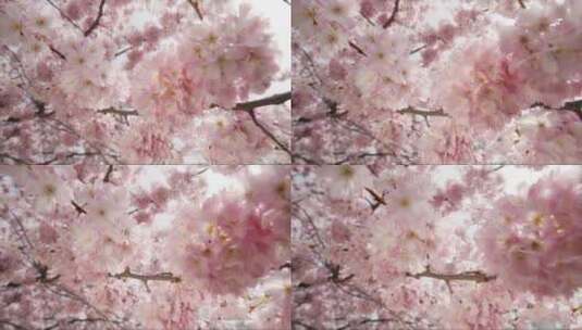 盛开的樱花 (5)高清在线视频素材下载