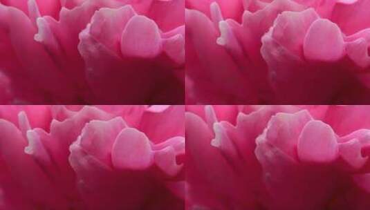 粉红色的牡丹花和鸟儿特写镜头高清在线视频素材下载