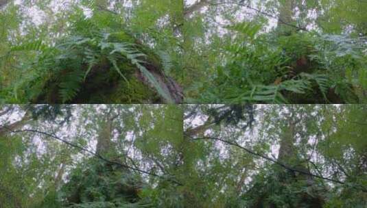树上的蕨类植物4K UHD高清在线视频素材下载