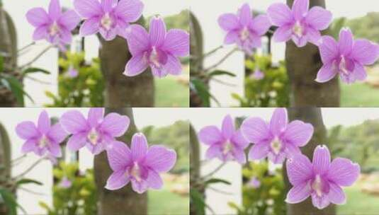 紫色兰花在飘荡高清在线视频素材下载