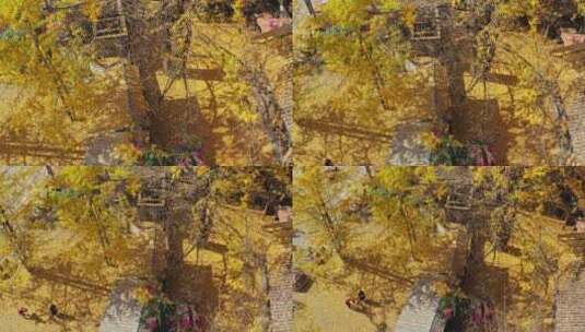 满是金黄银杏落叶的农家院子高清在线视频素材下载
