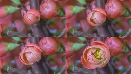 海棠开花延时开花延时高清在线视频素材下载