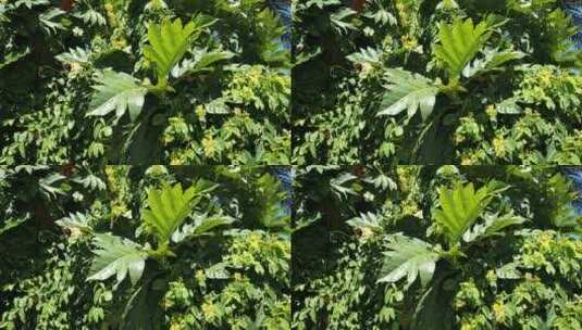 热带植物特写镜头高清在线视频素材下载