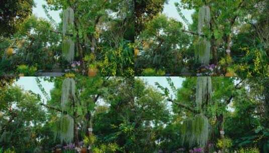植物园兰花园空气凤梨高清在线视频素材下载