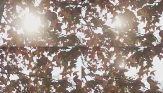 逆光下透过阳光的树叶高清在线视频素材下载