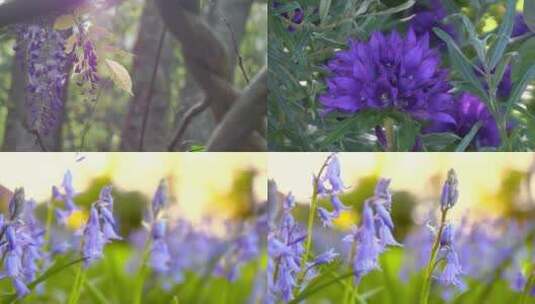 野外野花丛高清在线视频素材下载