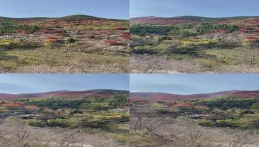 济南捎近村，秋天满山红叶成近郊游高清在线视频素材下载