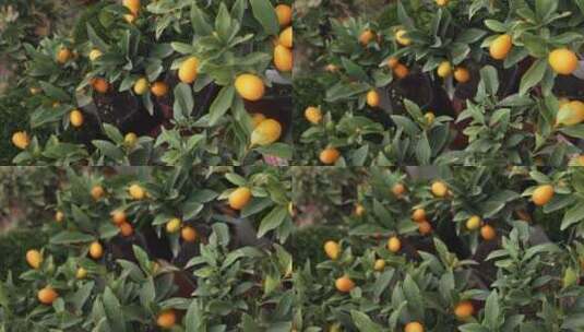 水果苹果梨子葡萄蓝莓 树木树叶花果实特写高清在线视频素材下载