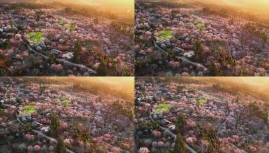 金色夕阳下唯美的梅花园高清在线视频素材下载