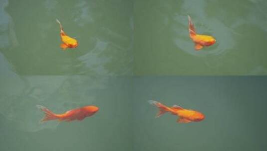 湖里红色的金鱼高清在线视频素材下载