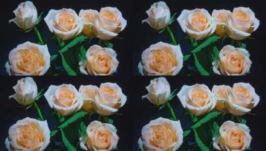 室内静物香槟色玫瑰花开延时摄影高清在线视频素材下载
