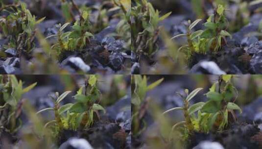 生态铁皮石斛种植基地高清在线视频素材下载