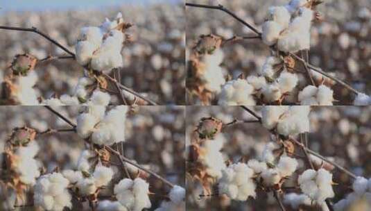 棉花花朵特写画面高清在线视频素材下载