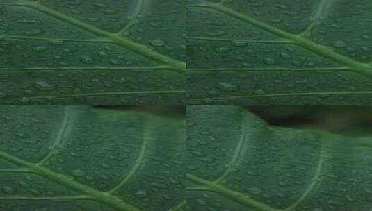 下过雨后绿植上的水滴高清在线视频素材下载