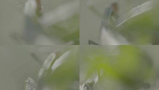 螳螂特写昆虫微距LOG高清在线视频素材下载
