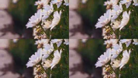 春天阳光下盛开的雏菊高清在线视频素材下载