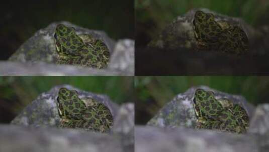 青蛙 蟾蜍 小动物 夜间青蛙 林间动物高清在线视频素材下载