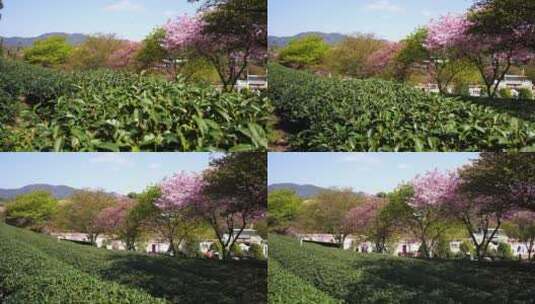 茶园樱花树 樱花美景 唯美樱花茶园高清在线视频素材下载