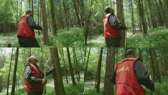 森林管护护林员在林区日常巡护检查树木长势高清在线视频素材下载