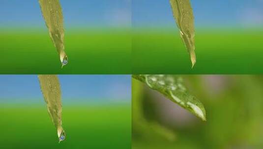 绿色叶子 升格水滴高清在线视频素材下载