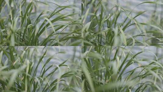 4K绿色的芦苇叶子摇晃高清在线视频素材下载