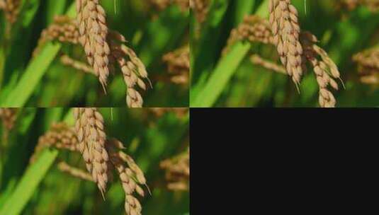 稻田稻穗低垂特写高清在线视频素材下载
