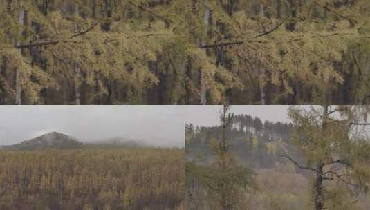 一组大兴安岭森林实拍高清在线视频素材下载